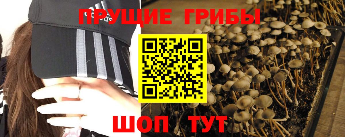 где найти наркотики  Псилоцибиновые грибы Magic Shrooms  Вход с VPN  Нефтекумск 